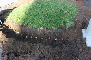 「思いやり」の花を咲かせよう