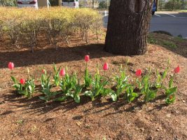 「思いやり」の花を咲かせよう
