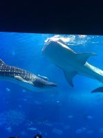 修学旅行団 美ら海水族館の様子です
