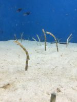 修学旅行団 美ら海水族館の様子です