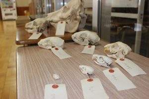 平成29年度吉高春の芸術鑑賞ウイーク始まりました