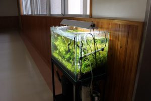 平成29年度吉高春の芸術鑑賞ウイーク始まりました