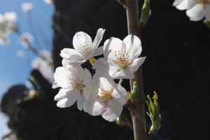 平成30年度入学許可予定者合格発表