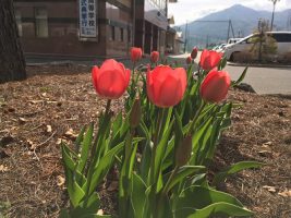 思いやりの花が咲きました