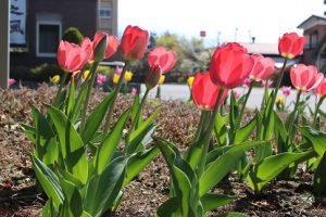 「思いやりの花」が見頃を迎えています