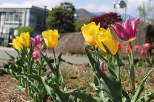 「思いやりの花」が見頃を迎えています
