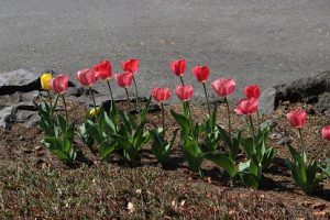 「思いやりの花」が見頃を迎えています