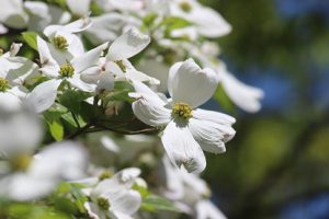 青葉若葉の季節です