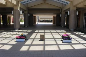 青葉若葉の季節です
