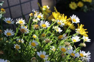 平成30年6月4日（月）今週も始まりました