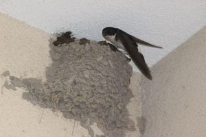 平成30年6月4日（月）今週も始まりました