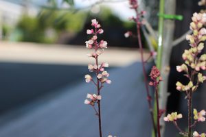 平成30年6月4日（月）今週も始まりました