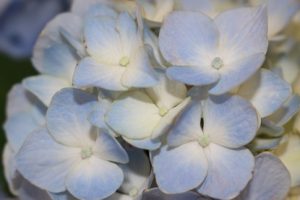 6月11日（月）今週も始まりました