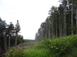 富士登山強歩大会昨年度の様子です