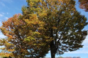 11月に入りました