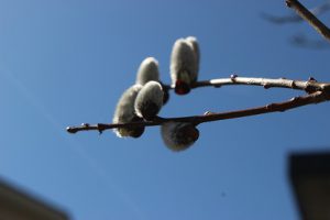 平成31年3月18日(月)今週も始まりました