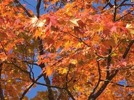 吉高の風景～11月編～