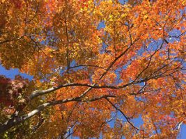 吉高の風景～11月編～