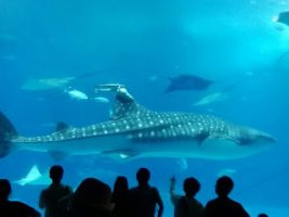 令和元年度2学年沖縄修学旅行情報Vol.3