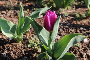 思いやりの花を咲かせよう