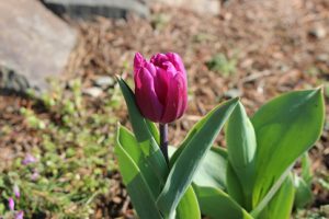 思いやりの花を咲かせよう