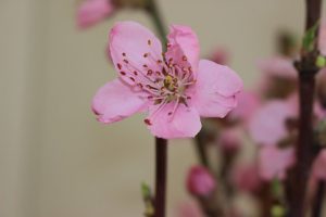 令和２年度が始まりました