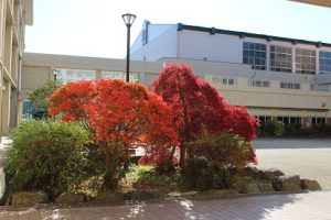 吉高の風景～11月中旬編～