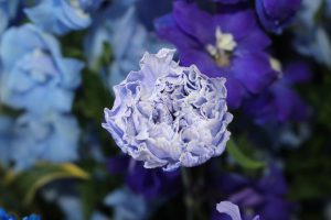 吉高学年カラーのアレンジメントのお花をいただきました