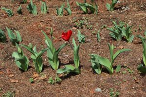 思いやりの花が咲き始めています