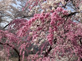 令和3年度が始まりました