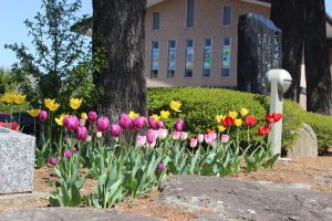 令和3年4月19日(月) 思いやりの花が見ごろを迎えています