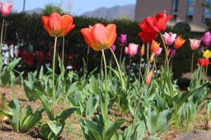 令和3年4月19日(月) 思いやりの花が見ごろを迎えています