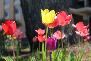 令和3年4月19日(月) 思いやりの花が見ごろを迎えています