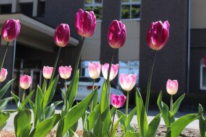 令和3年4月19日(月) 思いやりの花が見ごろを迎えています