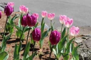 令和3年4月19日(月) 思いやりの花が見ごろを迎えています