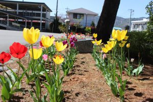 令和3年4月19日(月) 思いやりの花が見ごろを迎えています