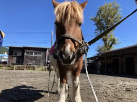 祝 芸術文化祭賞 放送部 朗読部門とオーディオメッセージ部門     優秀賞 アナウンス部門 と ビデオメッセージ部門