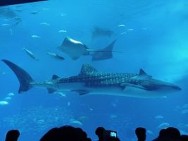 沖縄修学旅行３日目の様子です。