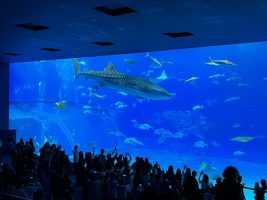 沖縄修学旅行３日目(Vol.2)の様子です。
