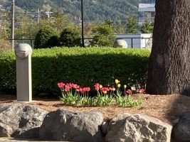 吉高の風景～４月２６日(金)の様子です～