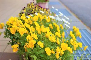 🐌保健室の掲示が6月バージョンに変わりました🐌