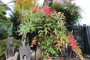 🍁吉田高校秋の風景🌰