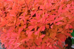 🍁吉田高校秋の風景🌰