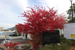 🍁吉田高校秋の風景🌰